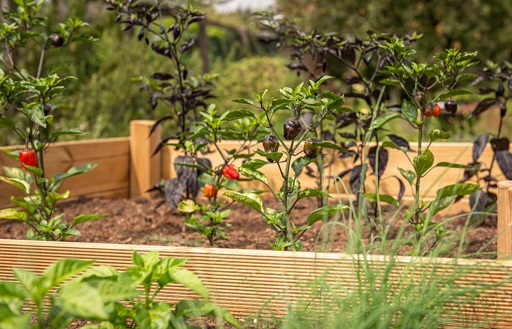 Peppers in raised bed